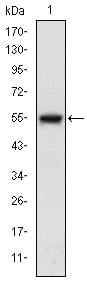 Figure 1: Western blot analysis using MAP3K5 mAb against human MAP3K5 (AA: 922-1108) recombinant protein. (Expected MW is 46.5 kDa)