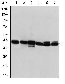 Figure 1: Western blot analysis using KRT19 mouse mAb against T47D (1), MCF-7 (2), SKBR-3 (3), HepG2 (4), Caco-2 (5) and SW620 (6) cell lysate.