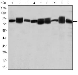 Figure 1: Western blot analysis using HSP90AB1 mouse mAb against Jurkat (1), A431 (2), Hela (3), A549 (4), HEK293 (5), K562 (6), NIH/3T3 (7), PC-12 (8) and Cos7 (9) cell lysate.