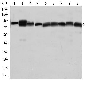 Figure 1: Western blot analysis using HSP90AB1 mouse mAb against Jurkat (1), A431 (2), Hela (3), A549 (4), HEK293 (5), K562 (6), NIH/3T3 (7), PC-12 (8) and Cos7 (9) cell lysate.