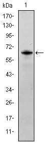 Figure 1: Western blot analysis using FYN mAb against human FYN (AA: 7-176) recombinant protein. (Expected MW is 44.3 kDa)