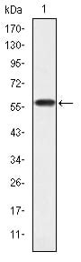 Figure 1: Western blot analysis using CRKL mAb against human CRKL (AA: 100-303) recombinant protein. (Expected MW is 60 kDa)