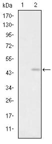 Figure 1: Western blot analysis using GRIA3 mAb against HEK293 (1) and GRIA3(AA: 683-824)-hIgGFc transfected HEK293 (2) cell lysate.