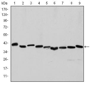 Figure 1: Western blot analysis using ACTA2 mouse mAb against Hela (1), A431 (2), Jurkat (3), K562 (4), HEK293 (5), HepG2 (6), NIH/3T3 (7), PC-12 (8) and Cos7 (9) cell lysate.