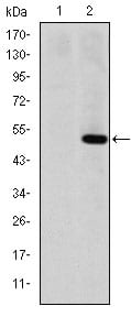 Figure 1: Western blot analysis using MMP1 mAb against HEK293 (1) and MMP1(AA: 24-213)-hIgGFc transfected HEK293 (2) cell lysate.