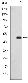Figure 1: Western blot analysis using GKAP mAb against HEK293 (1) and GKAP(AA: 490-663)-hIgGFc transfected HEK293 (2) cell lysate.