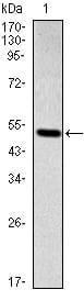 Figure 1: Western blot analysis using SMAD2 mAb against human SMAD2 (AA: 20-254) recombinant protein. (Expected MW is 52.2 kDa)