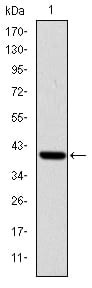 Figure 1: Western blot analysis using ITK mAb against human ITK (AA: 2-120) recombinant protein. (Expected MW is 39.7 kDa)