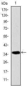 Figure 1: Western blot analysis using AIF mAb against human AIF (AA: 1-261) recombinant protein. (Expected MW is 35.6 kDa)