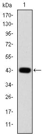 Figure 1: Western blot analysis using c-Jun mAb against human c-Jun (AA: 199-331) recombinant protein.