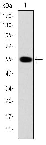 Figure 1: Western blot analysis using IRAK4 mAb against human IRAK4 (AA: 21-198) recombinant protein. (Expected MW is 45.4 kDa)