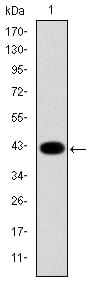 Figure 1: Western blot analysis using KRT19 mAb against human KRT19 (AA: 115-269) recombinant protein. (Expected MW is 43.1 kDa)