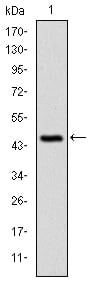 Figure 1: Western blot analysis using C-CBL mAb against human C-CBL (AA: 684-865) recombinant protein. (Expected MW is 44.9 kDa)