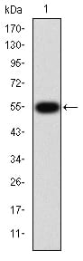 Figure 1: Western blot analysis using MMP9 mAb against human MMP9 (AA: 238-465) recombinant protein. (Expected MW is 50.6 kDa)