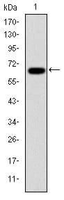 Figure 1: Western blot analysis using PSMB8 mAb against human PSMB8 (AA: 1-272) recombinant protein. (Expected MW is 55.2 kDa)