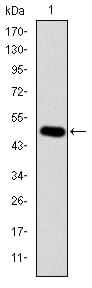 Figure 1: Western blot analysis using CRK mAb against human CRK (AA: 1-204) recombinant protein. (Expected MW is 48.4 kDa)