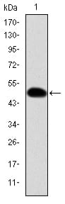 Figure 1: Western blot analysis using CRK mAb against human CRK (AA: 1-204) recombinant protein. (Expected MW is 48.4 kDa)