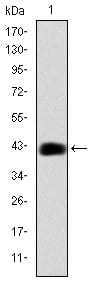 Figure 1: Western blot analysis using CEBPB mAb against human CEBPB (AA: 161-338) recombinant protein. (Expected MW is 44.5 kDa)