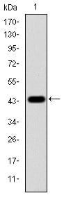 Figure 1: Western blot analysis using MAPK3 mAb against human MAPK3 (AA: 9-143) recombinant protein. (Expected MW is 40.8 kDa)