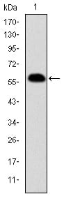 Figure 1: Western blot analysis using PHB mAb against human PHB (AA: 68-259) recombinant protein. (Expected MW is 46.7 kDa)
