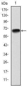 Figure 1: Western blot analysis using PGC-1alpha mAb against human PGC-1alpha (AA: 570-798) recombinant protein. (Expected MW is 70 kDa)