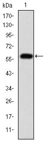 Figure 1: Western blot analysis using FGG mAb against human FGG (AA: 210-437) recombinant protein. (Expected MW is 51.5 kDa)