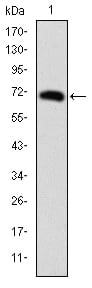 Figure 1: Western blot analysis using FOXP2 mAb against human FOXP2 (AA: 47-287) recombinant protein. (Expected MW is 52.8 kDa)