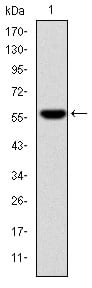 Figure 1: Western blot analysis using FGG mAb against human FGG (AA: 210-437) recombinant protein. (Expected MW is 51.5 kDa)