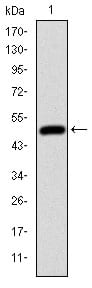 Figure 1: Western blot analysis using HFE mAb against human HFE (AA: 125-282) recombinant protein. (Expected MW is 44 kDa)