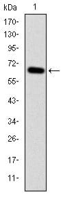 Figure 1: Western blot analysis using MAP3K2 mAb against human MAP3K2 (AA: 148-359) recombinant protein. (Expected MW is 49.2 kDa)