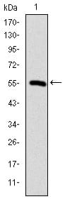 Figure 1: Western blot analysis using CCT2 mAb against human CCT2 (AA: 87-290) recombinant protein. (Expected MW is 47.9 kDa)