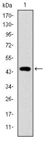 Figure 1: Western blot analysis using TNNI2 mAb against human TNNI2 (AA: 1-182) recombinant protein.(Expected MW is 46.8 kDa)