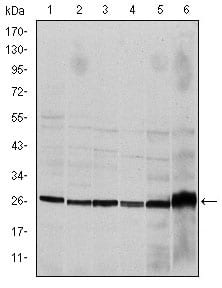 Figure 1: Western blot analysis using CASP8 mouse mAb against Hela (1), Jurkat (2), THP-1 (3), NIH/3T3 (4), Cos7 (5) and PC-12 (6) cell lysate.