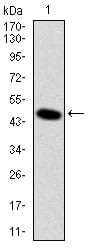 Figure 1: Western blot analysis using DLK1 mAb against human DLK1 (AA: 174-349) recombinant protein. (Expected MW is 44.9 kDa)