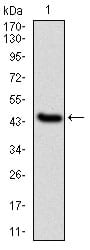 Figure 1: Western blot analysis using IL1B mAb against human IL1B (AA: 126-261) recombinant protein. (Expected MW is 41 kDa)
