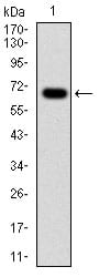 Figure 1: Western blot analysis using G6PD mAb against human G6PD (AA: 275-515) recombinant protein.(Expected MW is 53.1 kDa)