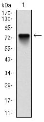 Figure 1: Western blot analysis using BMI1 mAb against human BMI1 (AA: 1-326) recombinant protein. (Expected MW is 74 kDa)