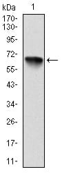 Figure 1: Western blot analysis using RSK2 mAb against human RSK2 (AA: 1-212) recombinant protein. (Expected MW is 49.7 kDa)