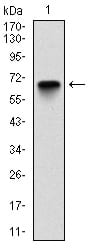 Figure 1: Western blot analysis using G6PD mAb against human G6PD (AA: 275-515) recombinant protein. (Expected MW is 53.1 kDa)