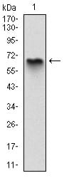 Figure 1: Western blot analysis using MBP mAb against human MBP (AA: 1-197) recombinant protein. (Expected MW is 47 kDa)