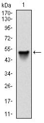 Figure 1: Western blot analysis using SRC mAb against human SRC (AA: 1-189) recombinant protein. (Expected MW is 47.8 kDa)