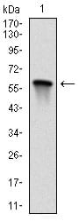 Figure 1: Western blot analysis using MAP2K7 mAb against human MAP2K7 (AA: 7-178) recombinant protein. (Expected MW is 45.1 kDa)