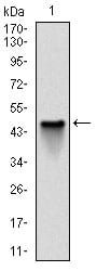 Figure 1: Western blot analysis using NQO1 mAb against human NQO1 (AA: 134-274) recombinant protein. (Expected MW is 41.3 kDa)