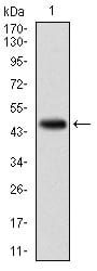 Figure 1: Western blot analysis using KCNQ1 mAb against human KCNQ1 (AA: 229-347) recombinant protein. (Expected MW is 74.7 kDa)