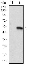 Figure 1: Western blot analysis using CD9 mAb against HEK293 (1) and CD9(AA: 37-228)-hIgGFc transfected HEK293 (2) cell lysate.