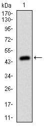 Figure 1: Western blot analysis using MSH6 mAb against human MSH6 (AA: 217-395) recombinant protein. (Expected MW is 45.5 kDa)