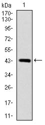 Figure 1: Western blot analysis using SOX9 mAb against human SOX9 (AA: 147-306) recombinant protein. (Expected MW is 56 kDa)