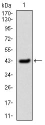 Figure 1: Western blot analysis using SERPINE1 mAb against human SERPINE1 (AA: 194-316) recombinant protein. (Expected MW is 45kDa kDa)