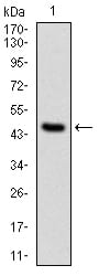 Figure 1: Western blot analysis using PPP2R4 mAb against human PPP2R4 (AA: 1-154) recombinant protein. (Expected MW is 41 kDa)