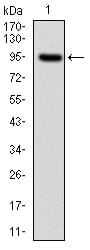 Figure 1: Western blot analysis using NEFL mAb against human NEFL (AA: 422-543) recombinant protein. (Expected MW is 62 kDa)